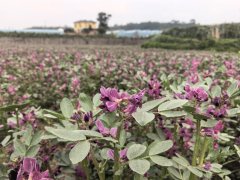 打破保守蚕豆顶上开花 帮力农旅融合走出新——