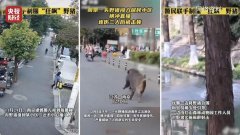 <b>见地多位代表委员关心野猪惹事</b>